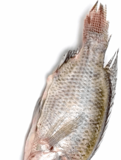 Hovedbilde LOTUS Tilapia whole cleaned (800g+/ pc)